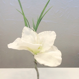 Amaryllis for niche vase