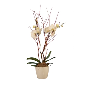 Bouquet orchidée